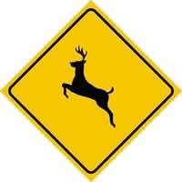 deer hazard (select to view enlarged photo)