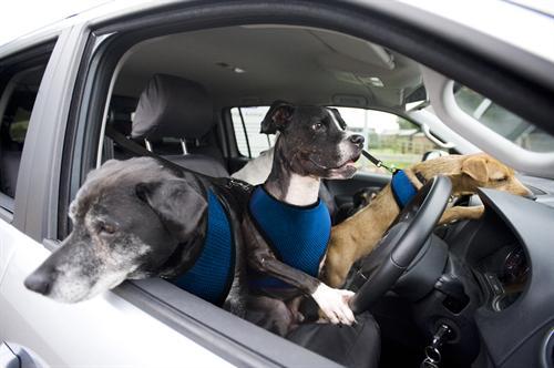 dogs driving a car